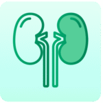 CT Renal Angiogram Scan