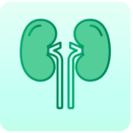 Renal Ultrasound Scan